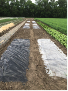 picture of tarping in vegetable beds